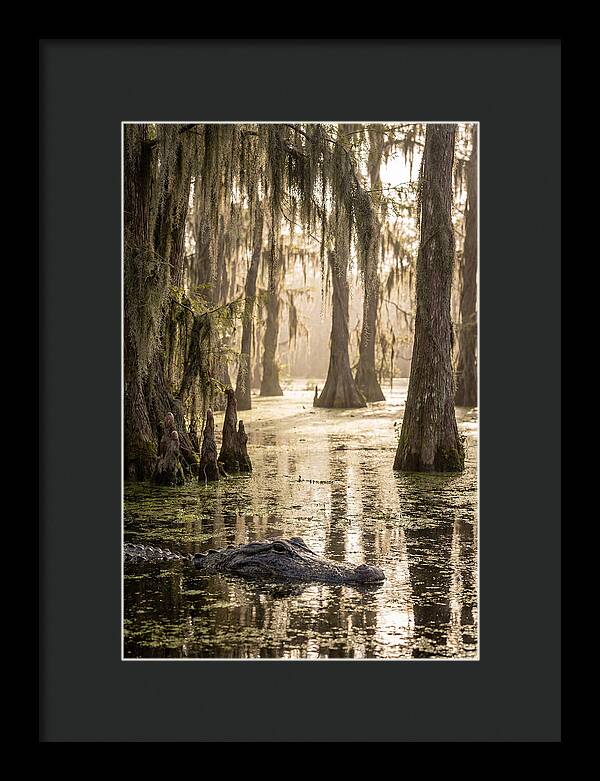 American Alligator In Serene Swamp
