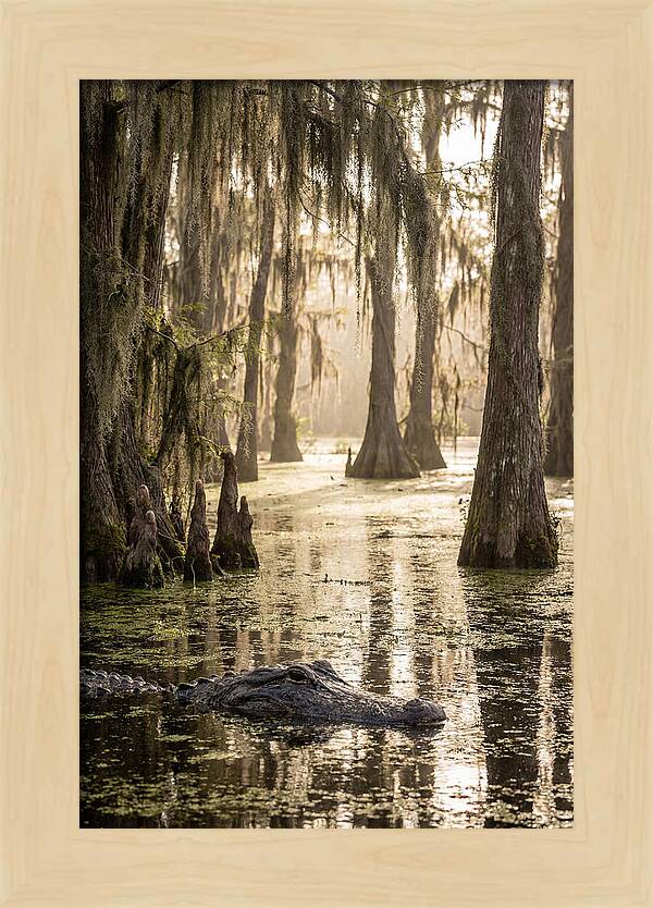 American Alligator In Serene Swamp
