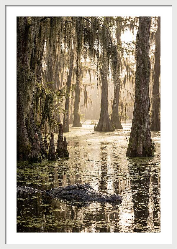 American Alligator In Serene Swamp