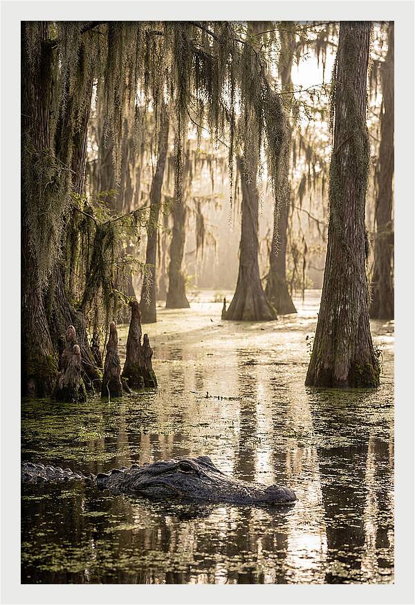 American Alligator In Serene Swamp