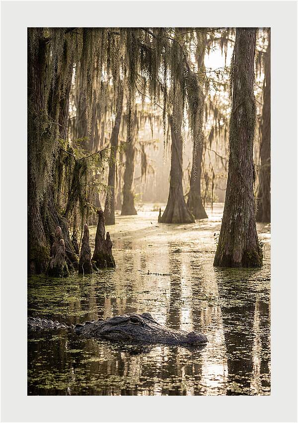 American Alligator In Serene Swamp