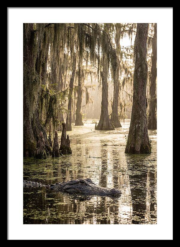 American Alligator In Serene Swamp