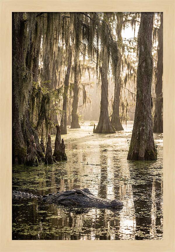American Alligator In Serene Swamp