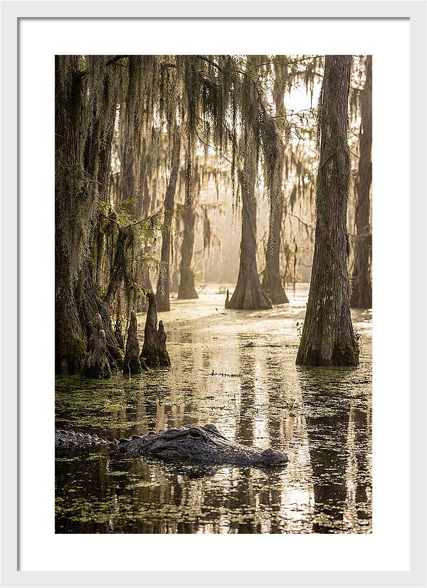 American Alligator In Serene Swamp
