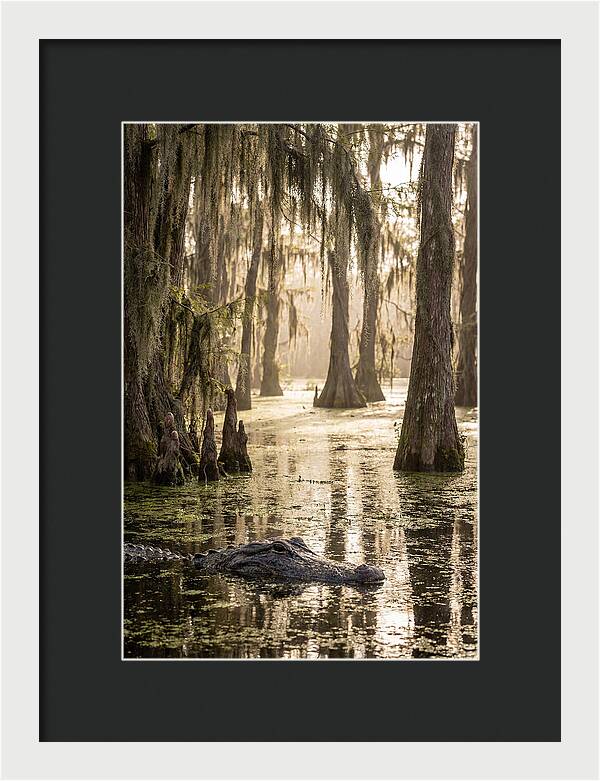 American Alligator In Serene Swamp