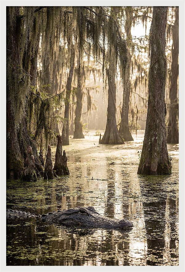 American Alligator In Serene Swamp
