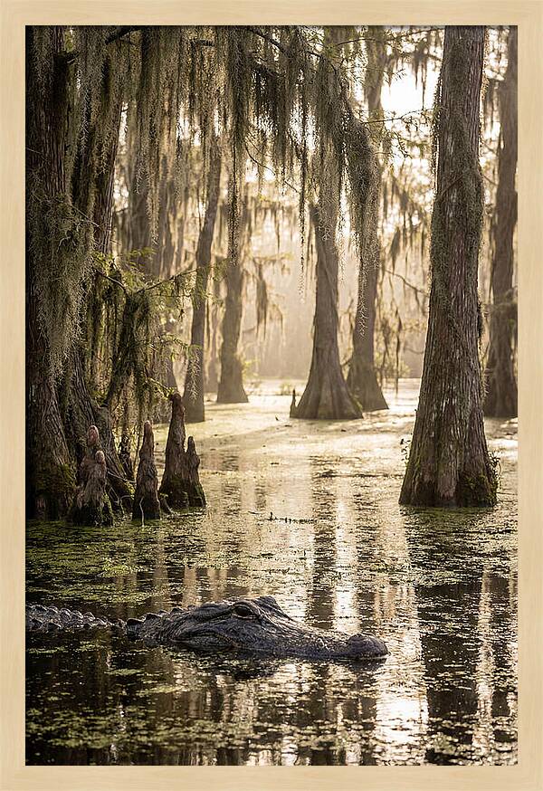 American Alligator In Serene Swamp