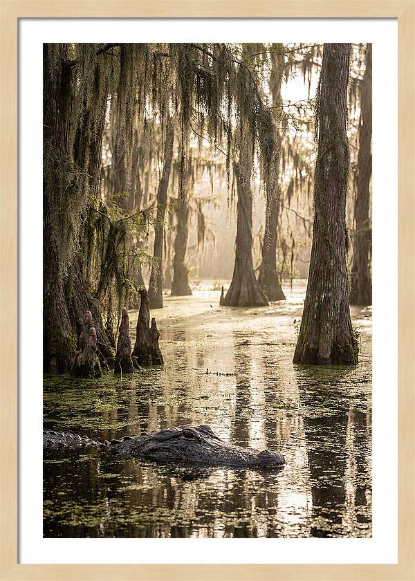 American Alligator In Serene Swamp