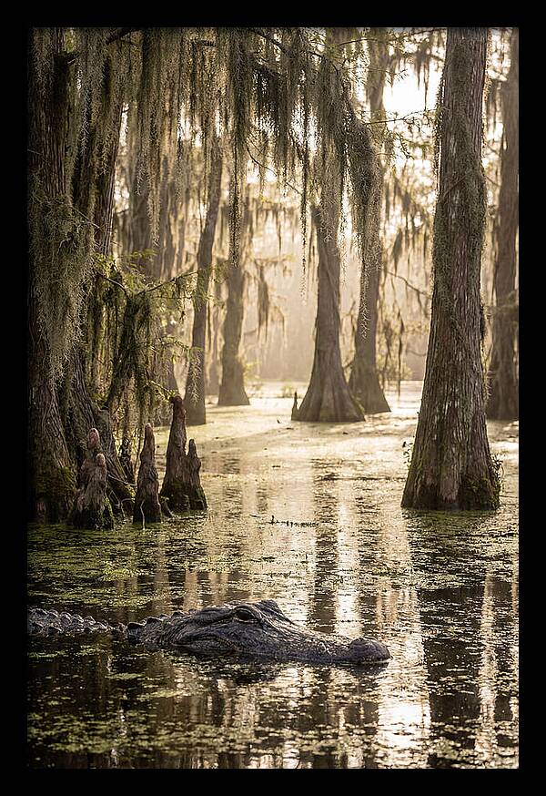 American Alligator In Serene Swamp