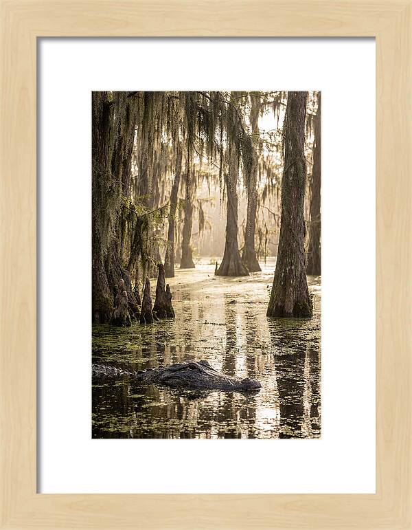 American Alligator In Serene Swamp