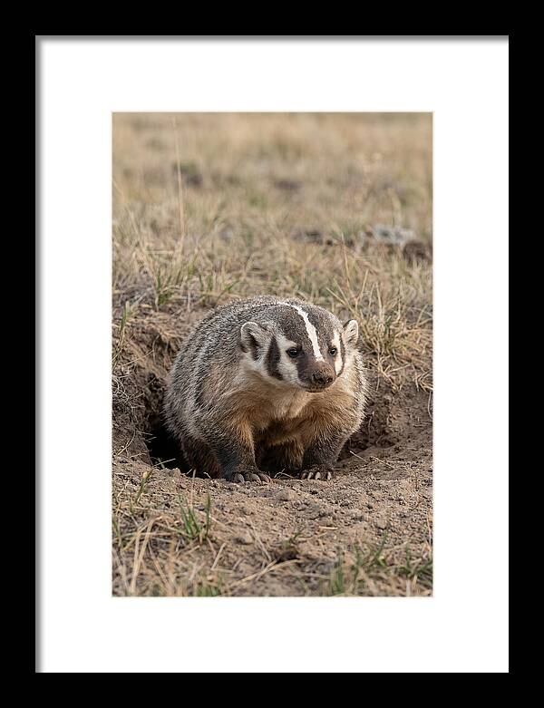 American Badger At The Burrow Entrance