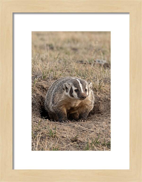 American Badger At The Burrow Entrance