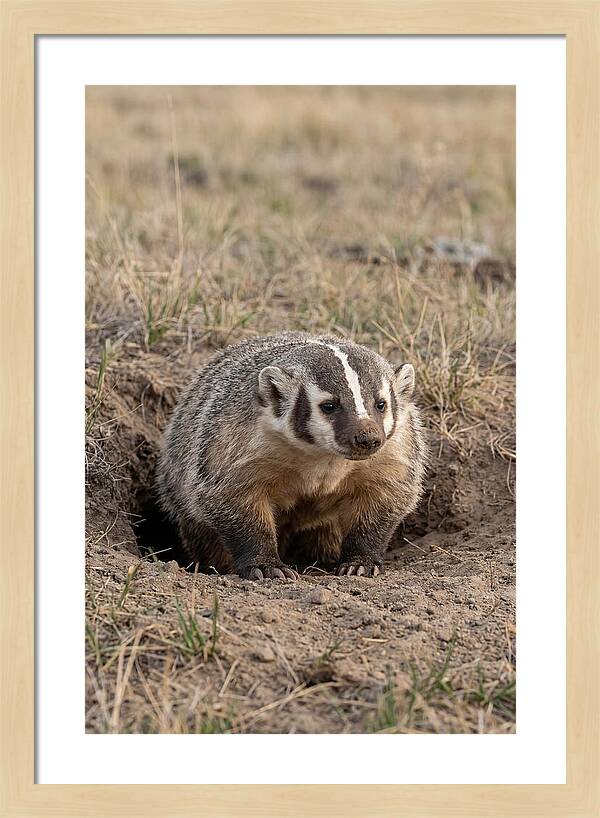 American Badger At The Burrow Entrance