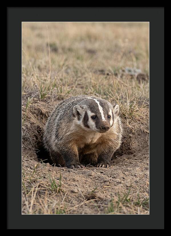 American Badger At The Burrow Entrance