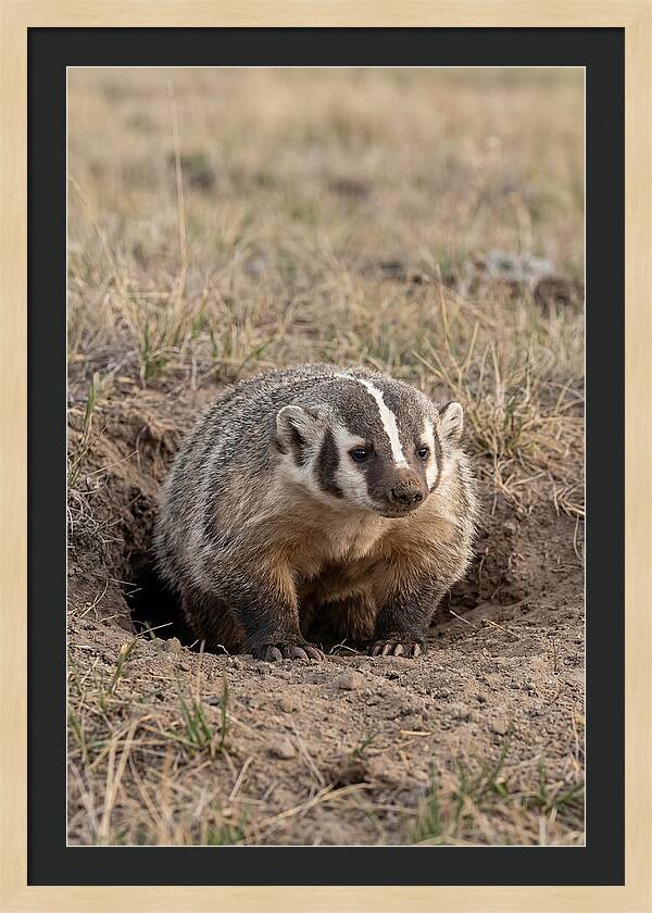 American Badger At The Burrow Entrance