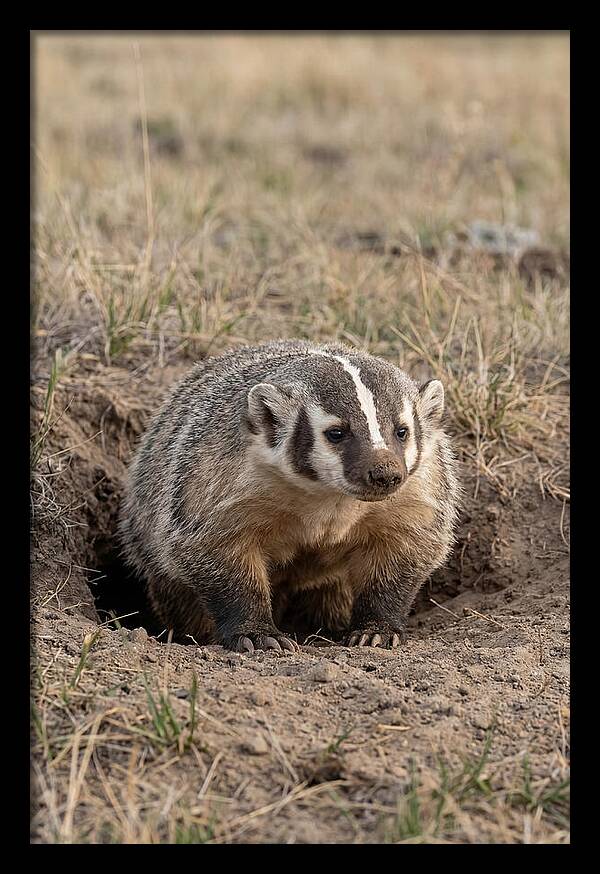 American Badger At The Burrow Entrance