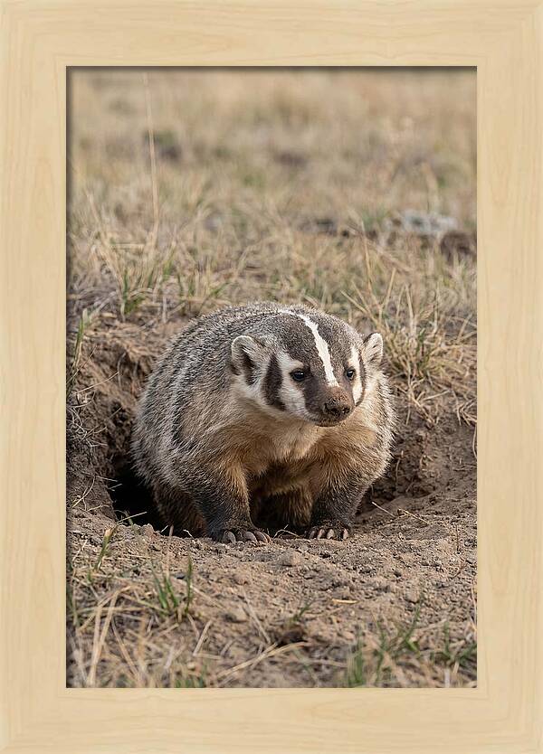 American Badger At The Burrow Entrance