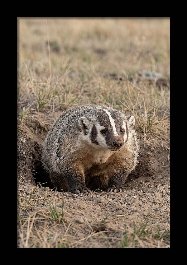 American Badger At The Burrow Entrance