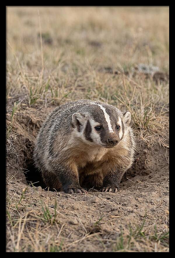 American Badger At The Burrow Entrance