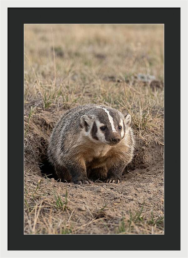 American Badger At The Burrow Entrance