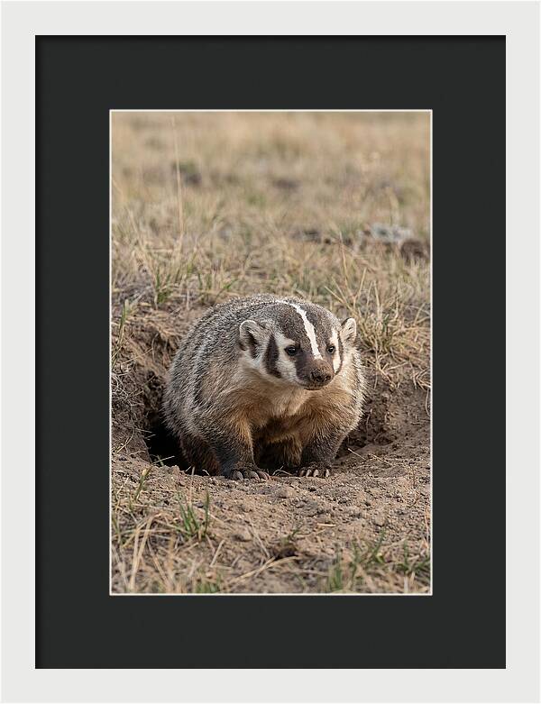 American Badger At The Burrow Entrance
