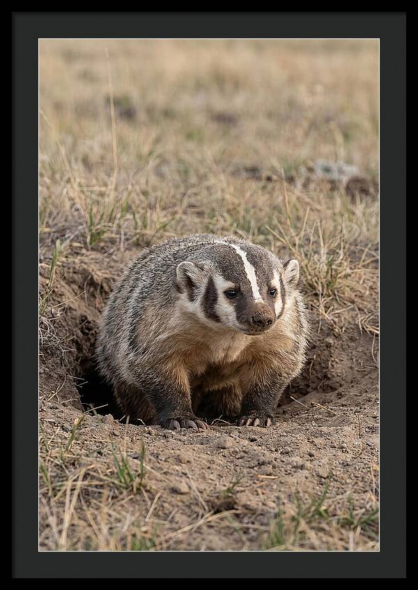 American Badger At The Burrow Entrance
