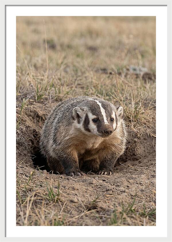 American Badger At The Burrow Entrance