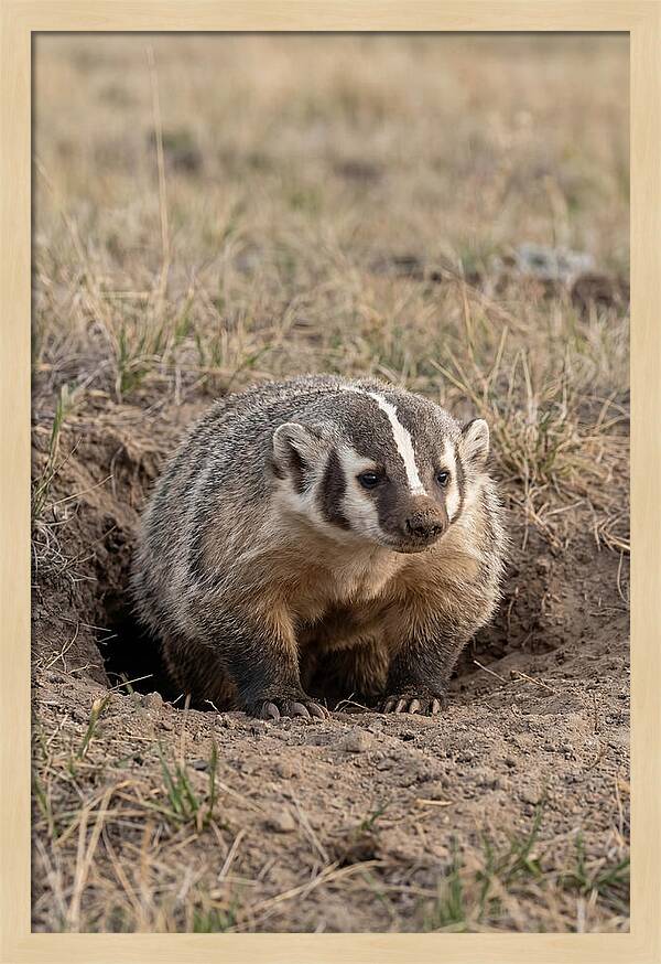 American Badger At The Burrow Entrance