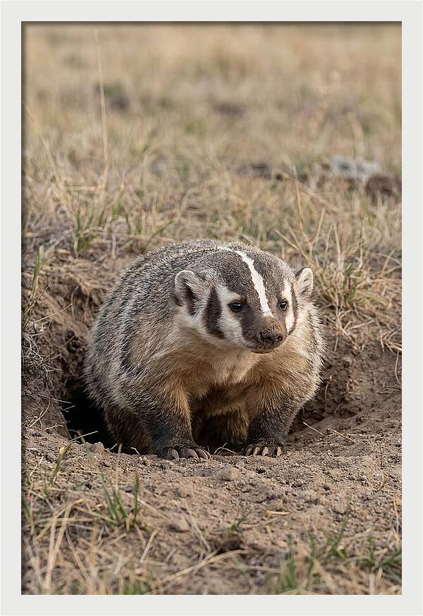 American Badger At The Burrow Entrance