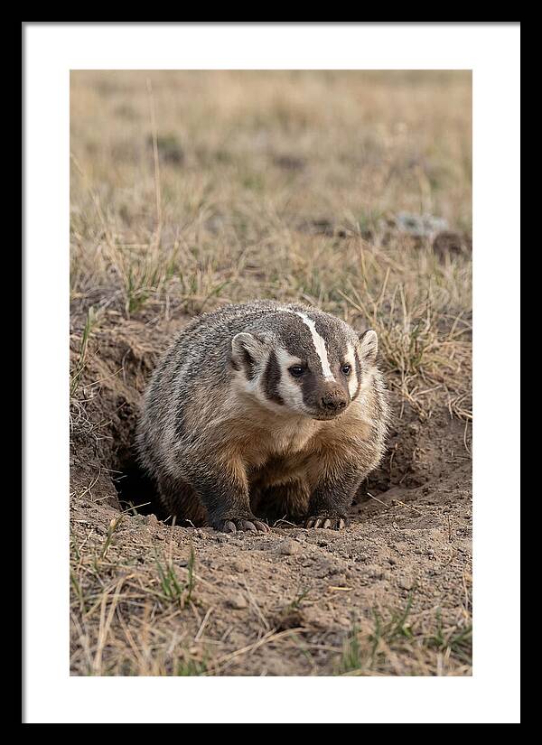 American Badger At The Burrow Entrance