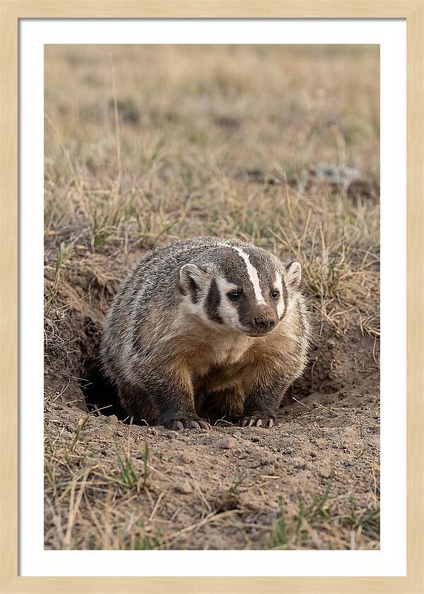 American Badger At The Burrow Entrance