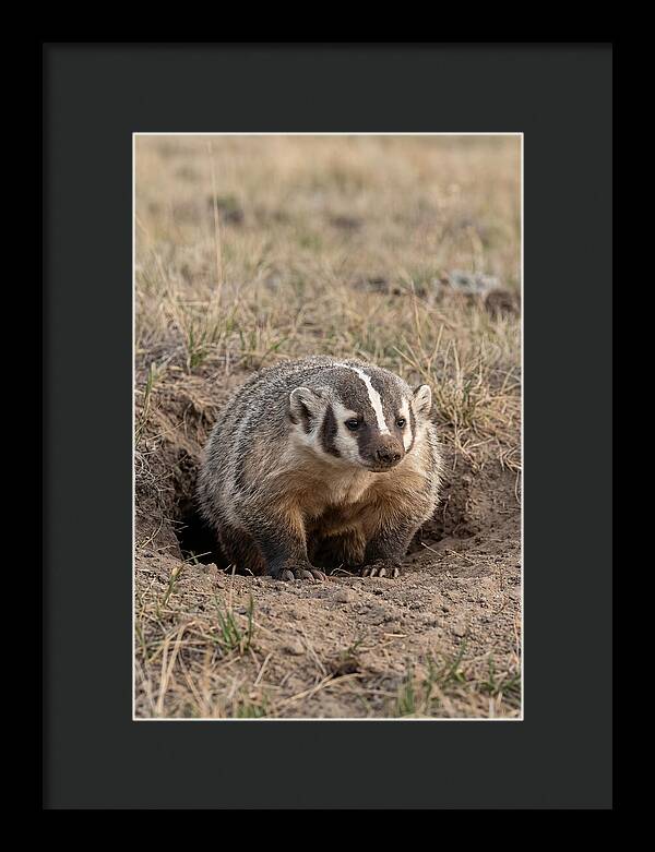 American Badger At The Burrow Entrance
