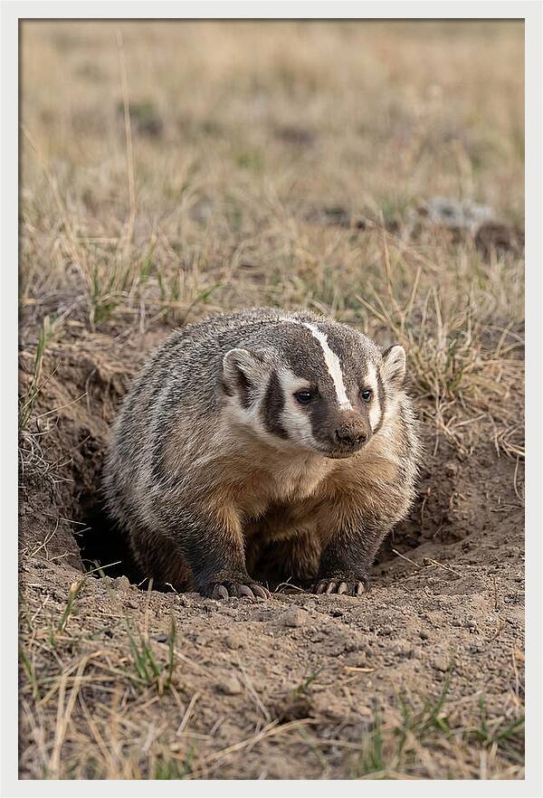 American Badger At The Burrow Entrance