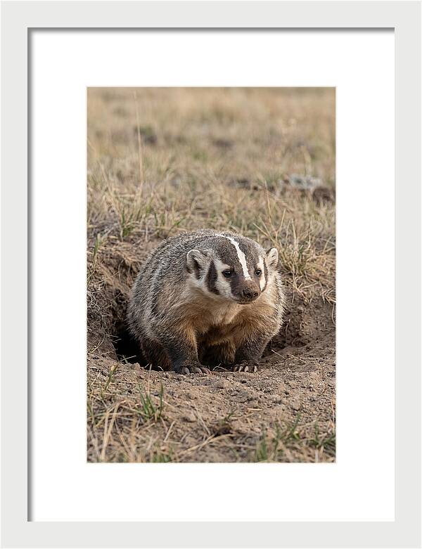 American Badger At The Burrow Entrance