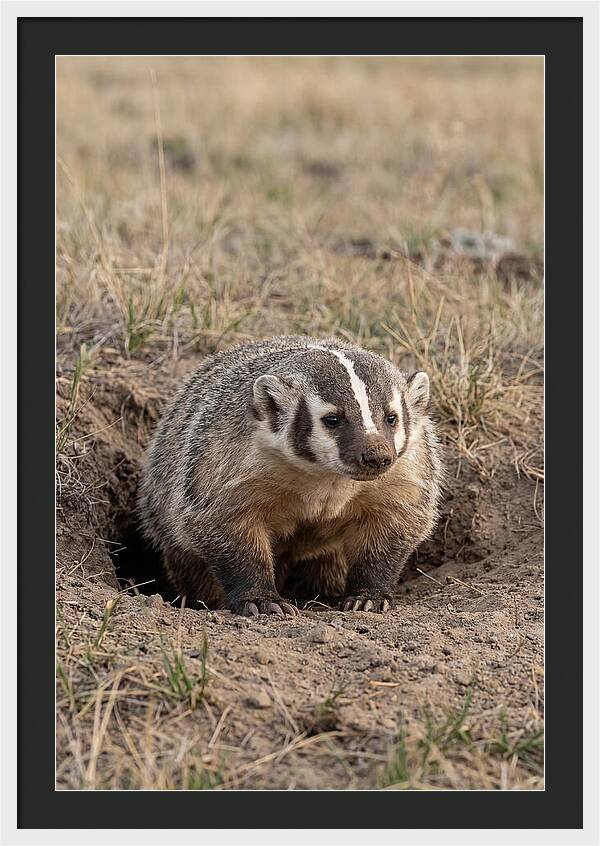 American Badger At The Burrow Entrance