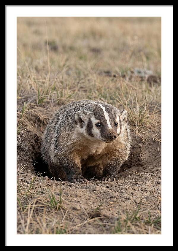 American Badger At The Burrow Entrance