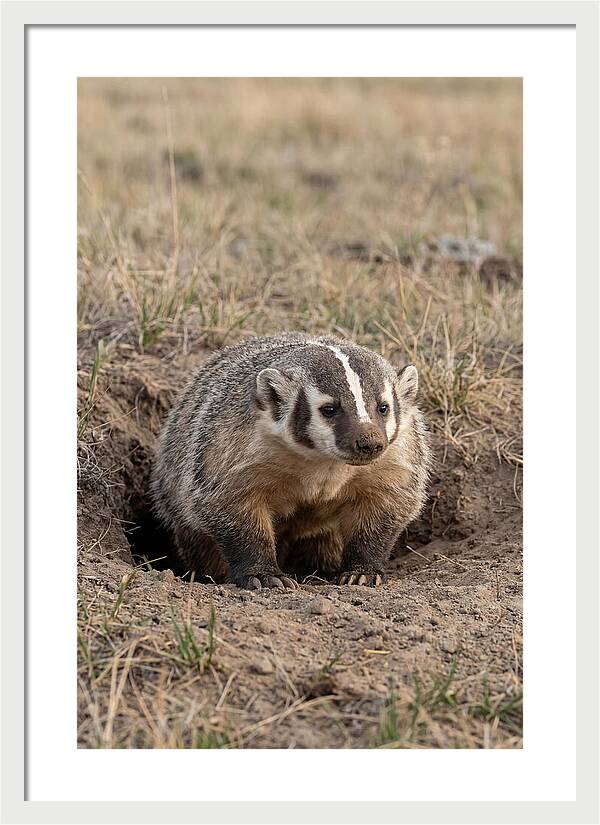 American Badger At The Burrow Entrance