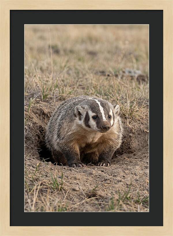 American Badger At The Burrow Entrance
