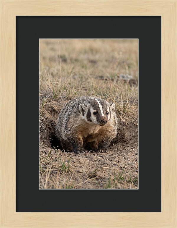 American Badger At The Burrow Entrance