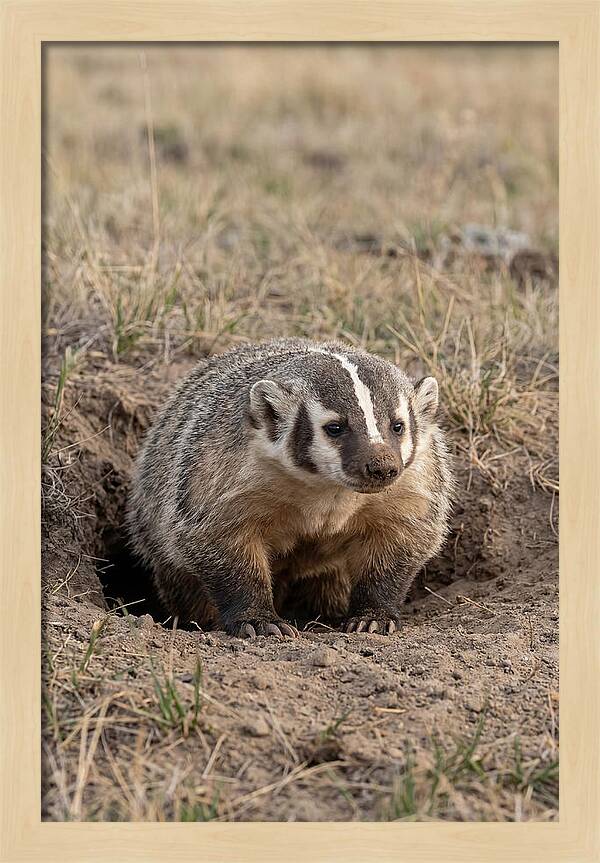 American Badger At The Burrow Entrance