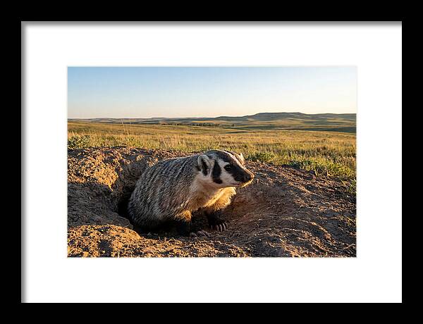 American Badger Emerging From Burrow