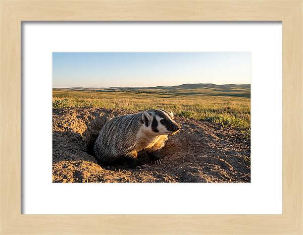 American Badger Emerging From Burrow