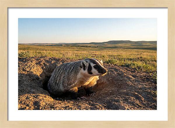 American Badger Emerging From Burrow