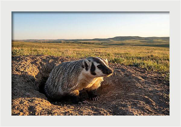 American Badger Emerging From Burrow