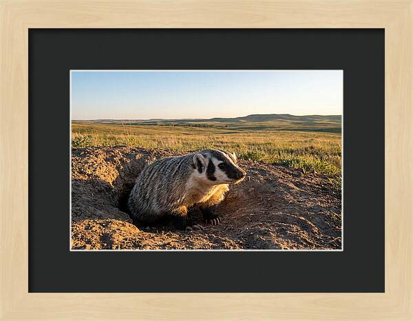 American Badger Emerging From Burrow