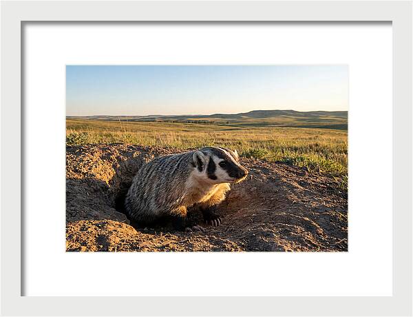 American Badger Emerging From Burrow