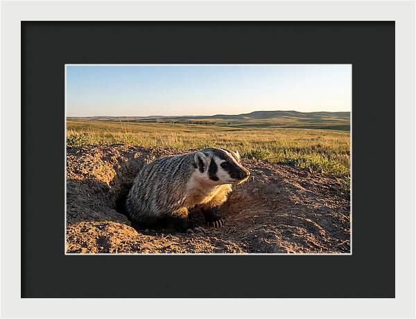 American Badger Emerging From Burrow