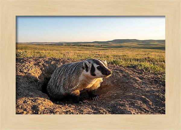 American Badger Emerging From Burrow