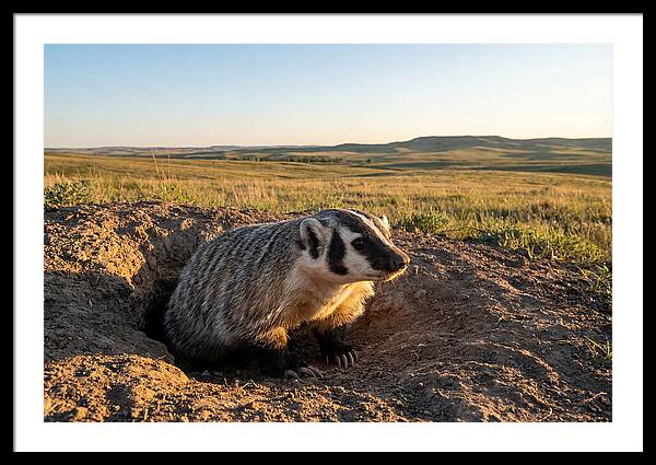 American Badger Emerging From Burrow
