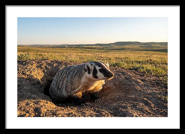 American Badger Emerging From Burrow